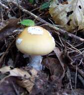 Image of gemmed Amanita