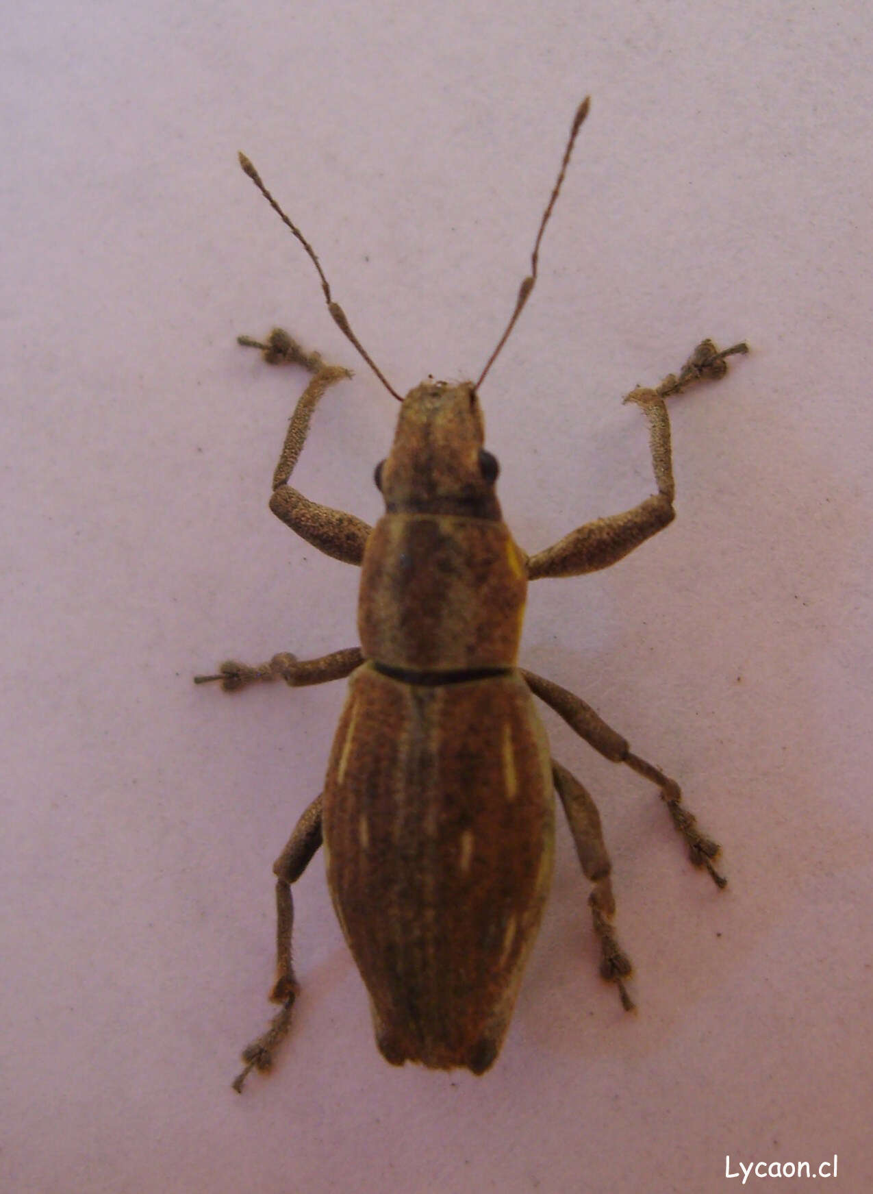 Image of White-fringed Weevils