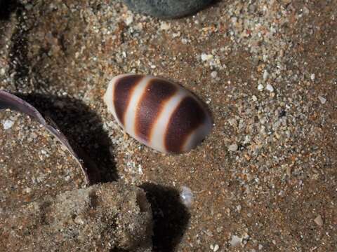 Image of Palmadusta asellus (Linnaeus 1758)