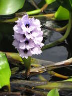 Image of anchored water hyacinth