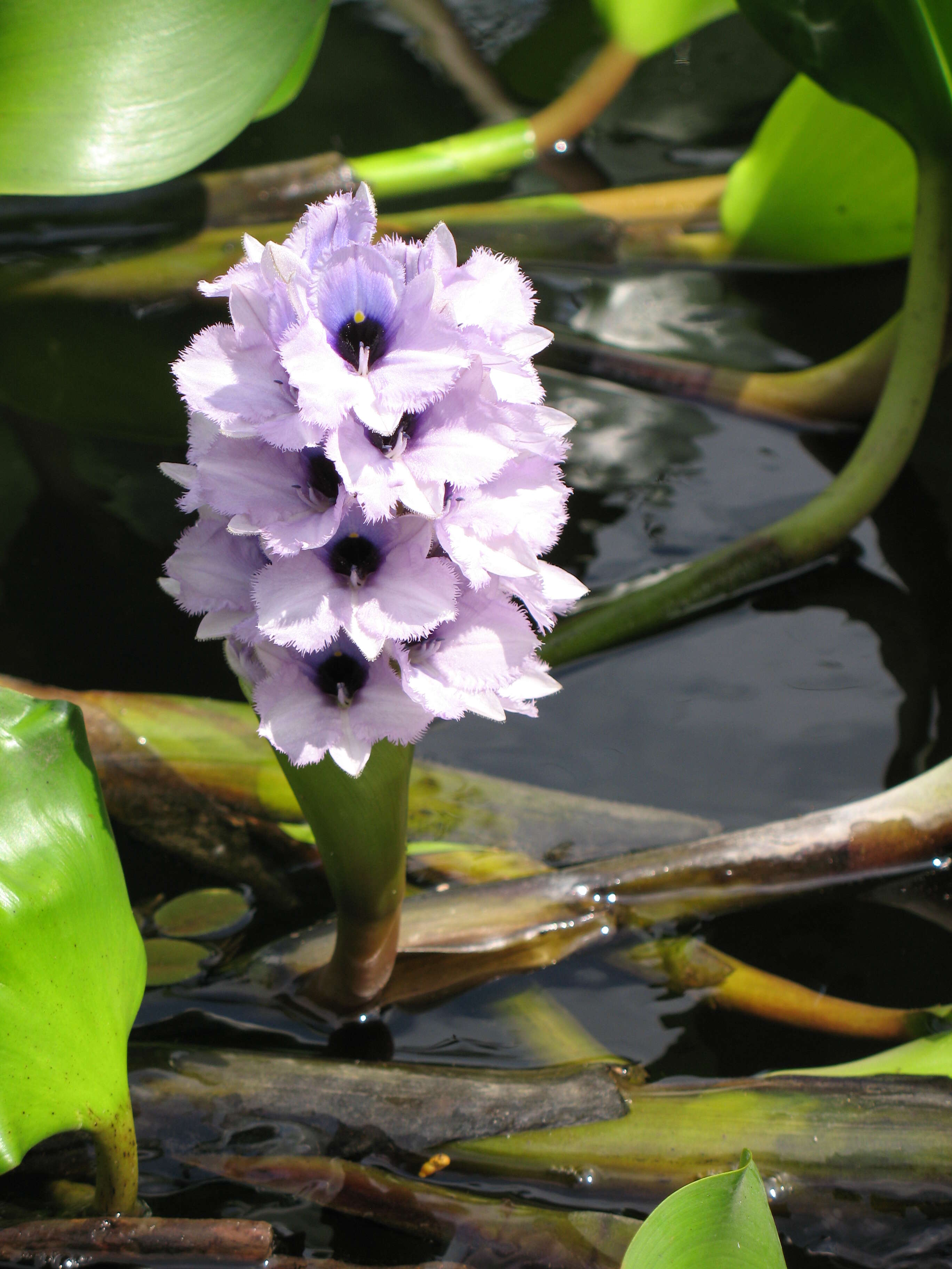 Image de Eichhornia azurea (Sw.) Kunth