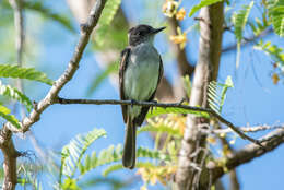 Image of Puerto Rican Flycatcher