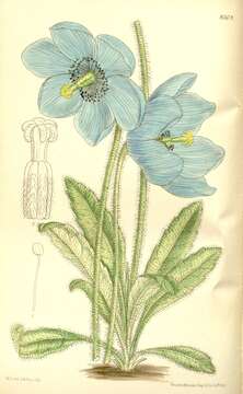 Image of Meconopsis simplicifolia (D. Don) Walp.