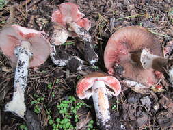 Image of Agaricus pattersoniae Peck 1907