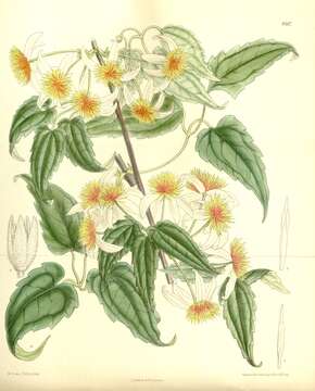 <i>Clematis aristata</i> resmi