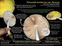 Image of Volvariella bombycina (Schaeff.) Singer 1951