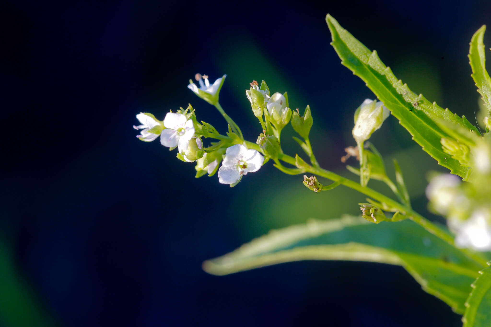 Image of Veronica anagalloides Guss.