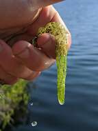 Image of Farwell's Water-Milfoil