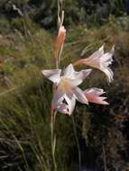 Gladiolus monticola Goldblatt & J. C. Manning resmi