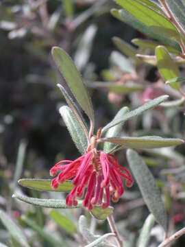 Imagem de Grevillea irrasa R. O. Makinson