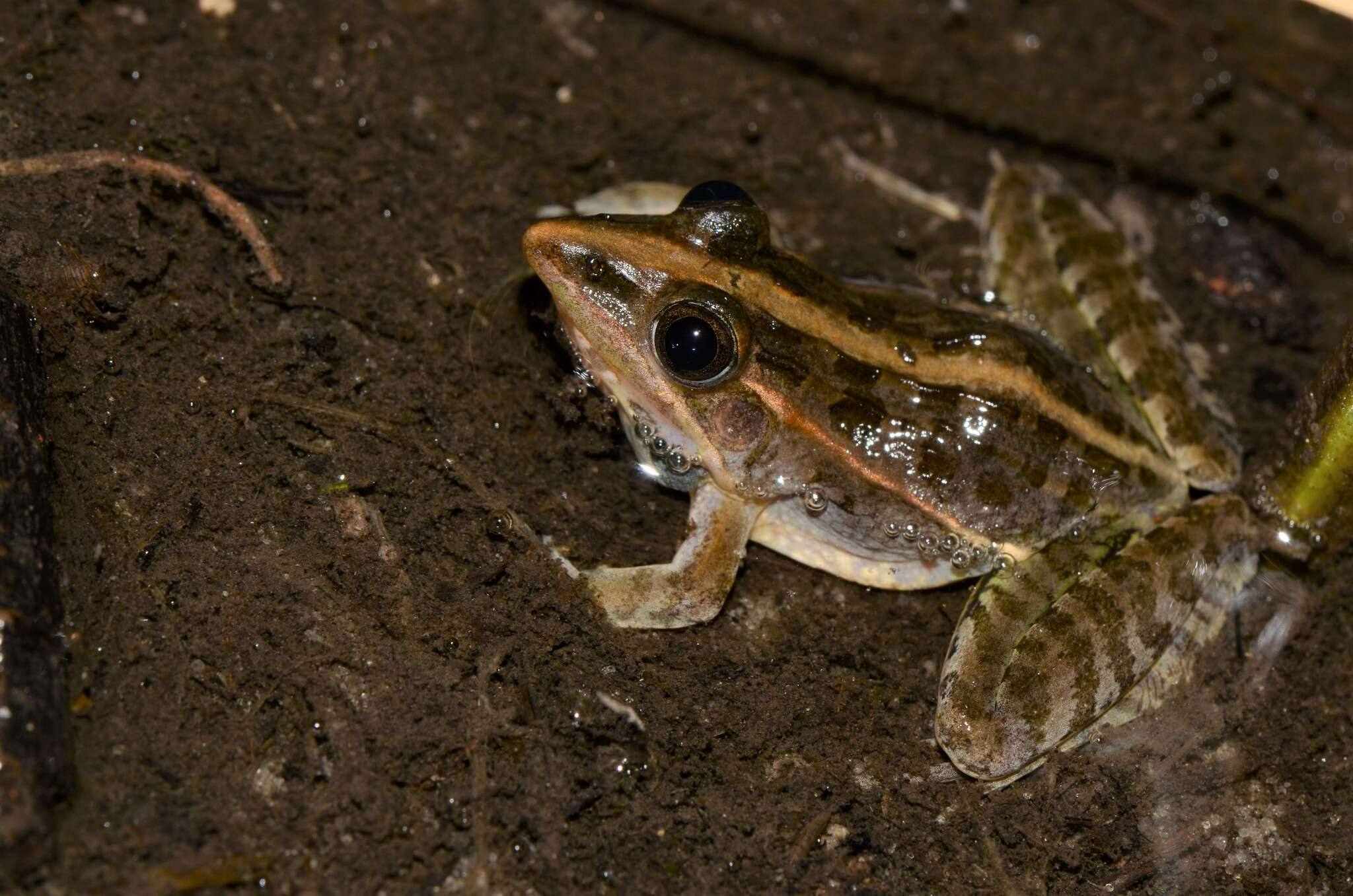 Image of Lukula grassland frog
