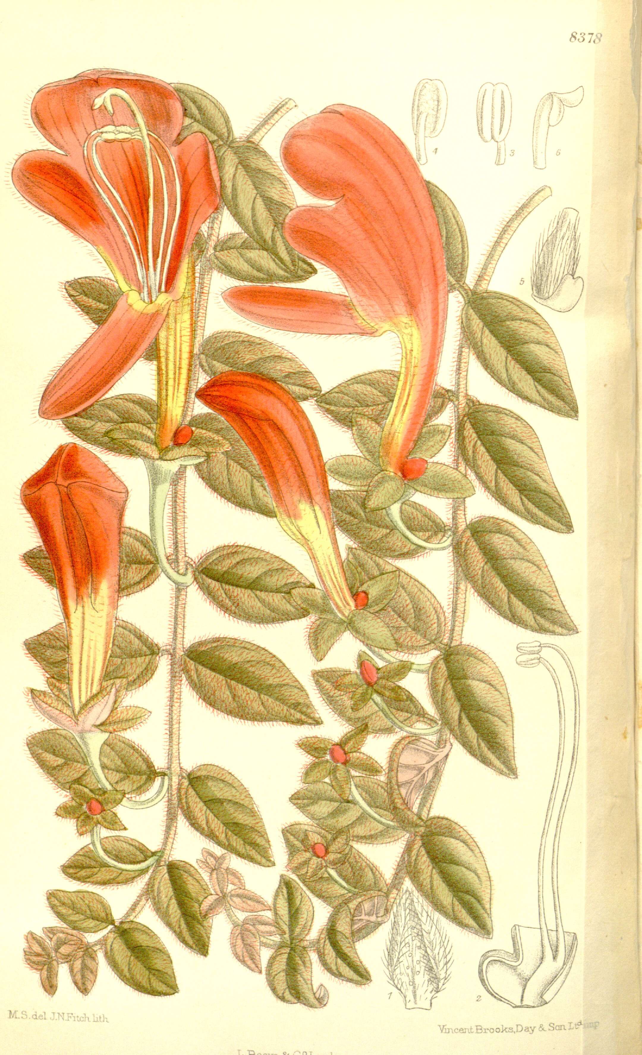 Image of Columnea gloriosa Sprague