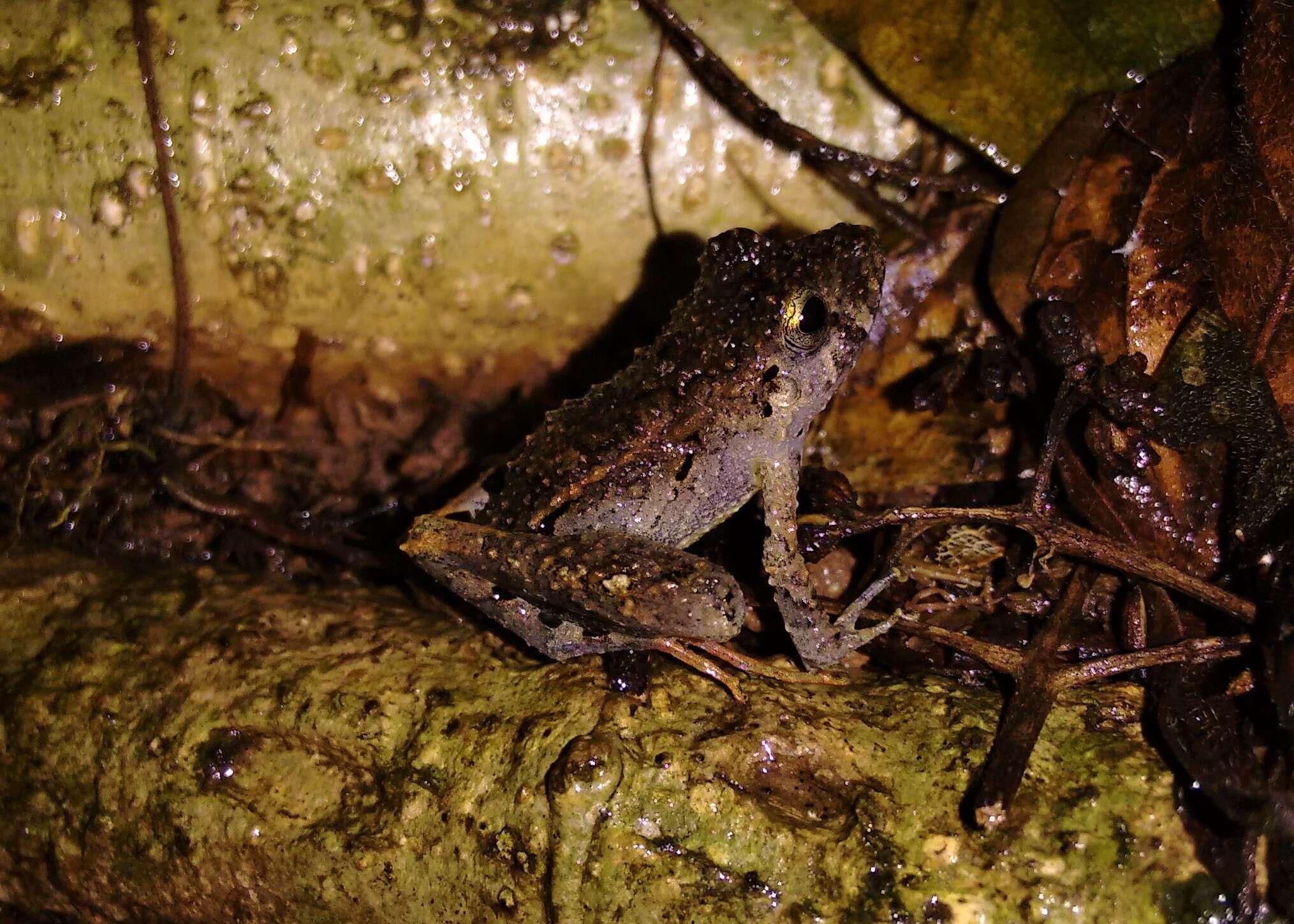 Image of Steindachner's Robber Frog; ra-da-mata