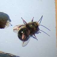 Image of <i>Osmia <i>lignaria</i></i> lignaria