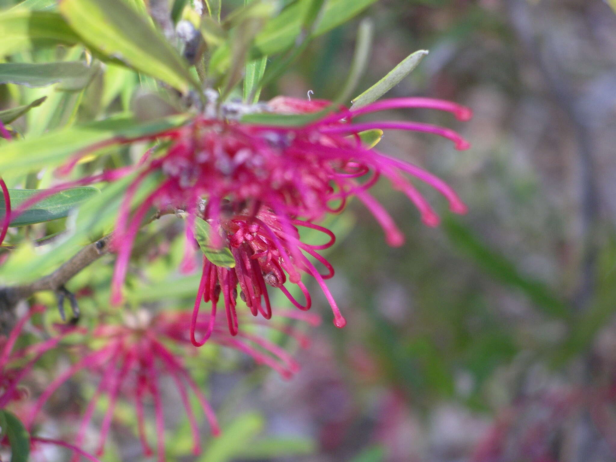 Imagem de Grevillea oleoides Sieber ex Schult.