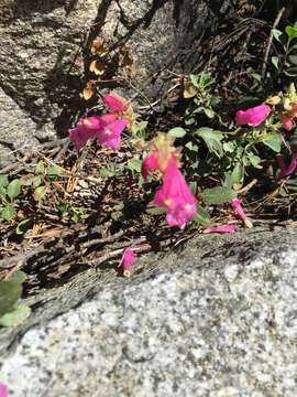 Слика од Penstemon newberryi Gray