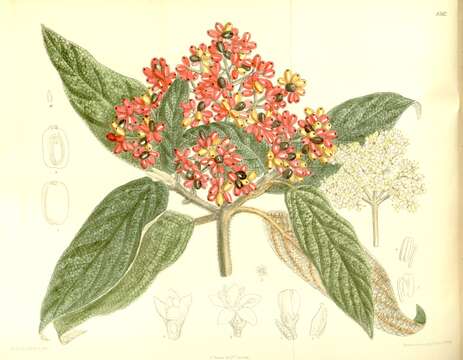 Plancia ëd Viburnum rhytidophyllum Hemsl. ex Forb. & Hemsl.