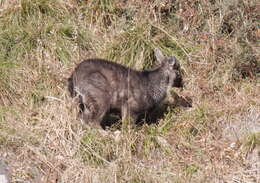 Image of Chinese Goral