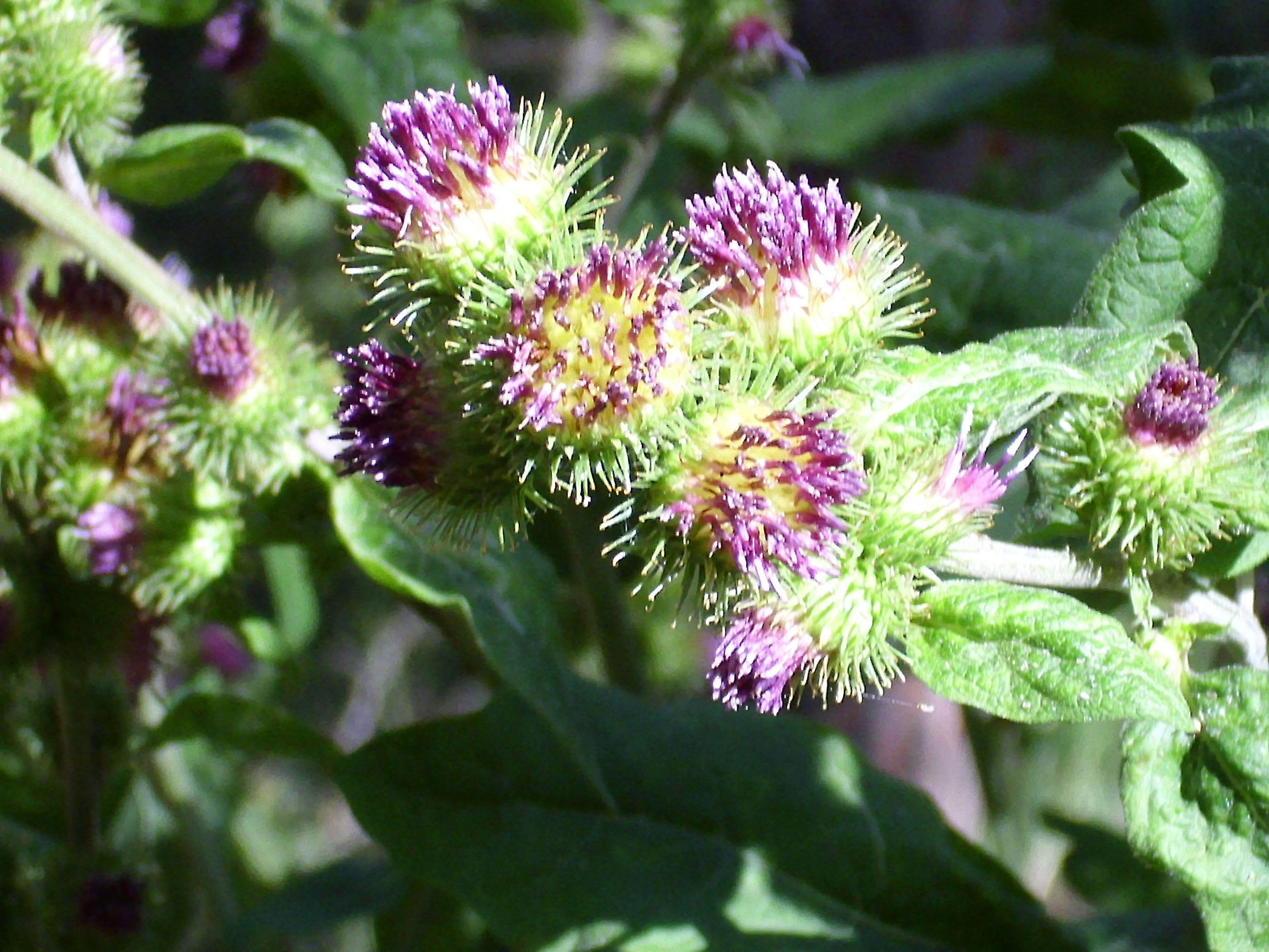 Image of greater burdock