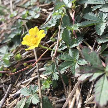 Image of creeping cinquefoil