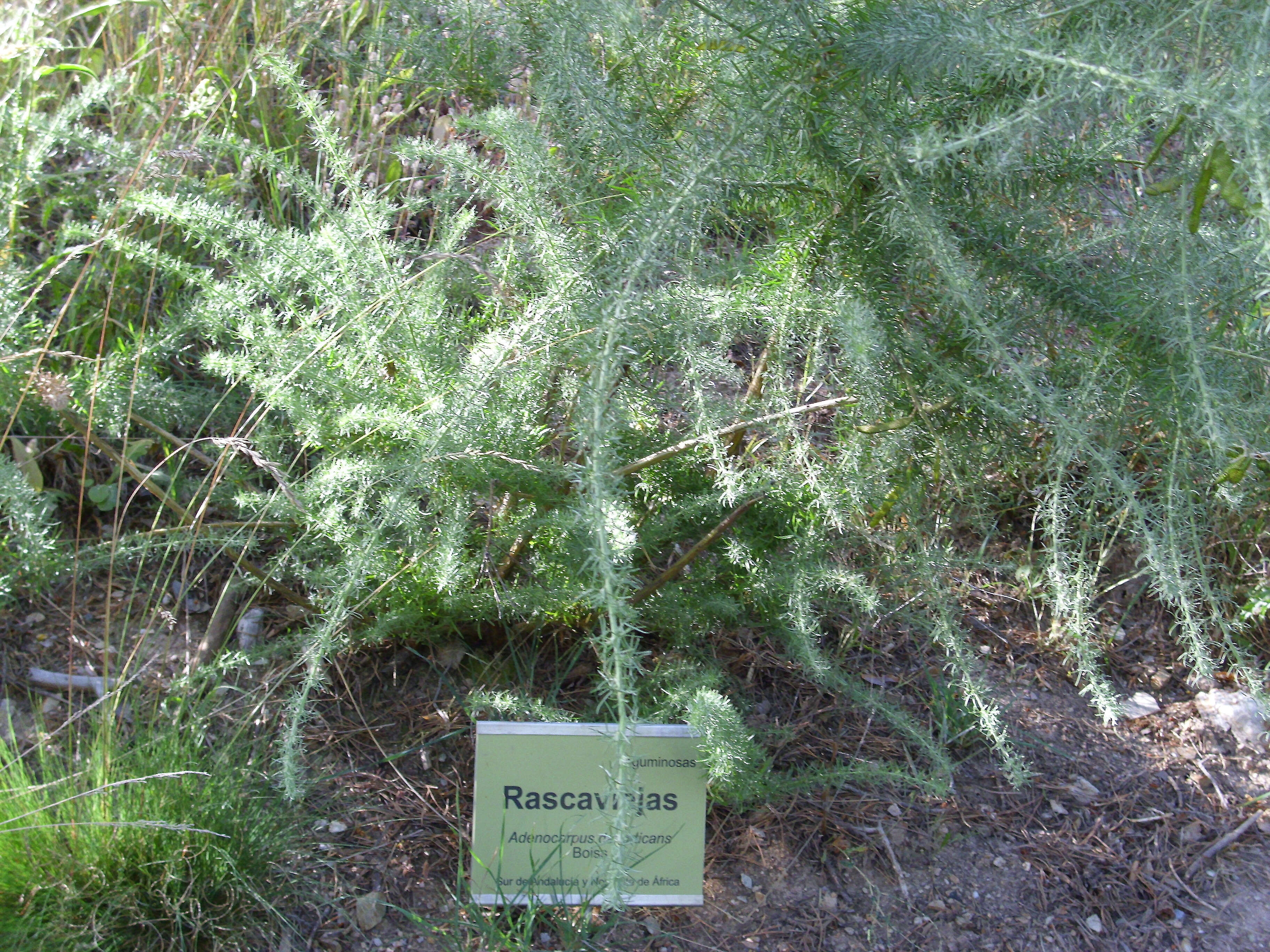 Image of Adenocarpus decorticans Boiss.