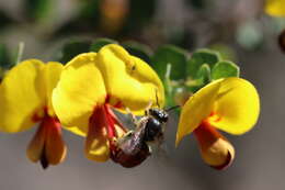 Plancia ëd Bossiaea rhombifolia DC.