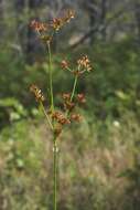 Imagem de Juncus canadensis Gay