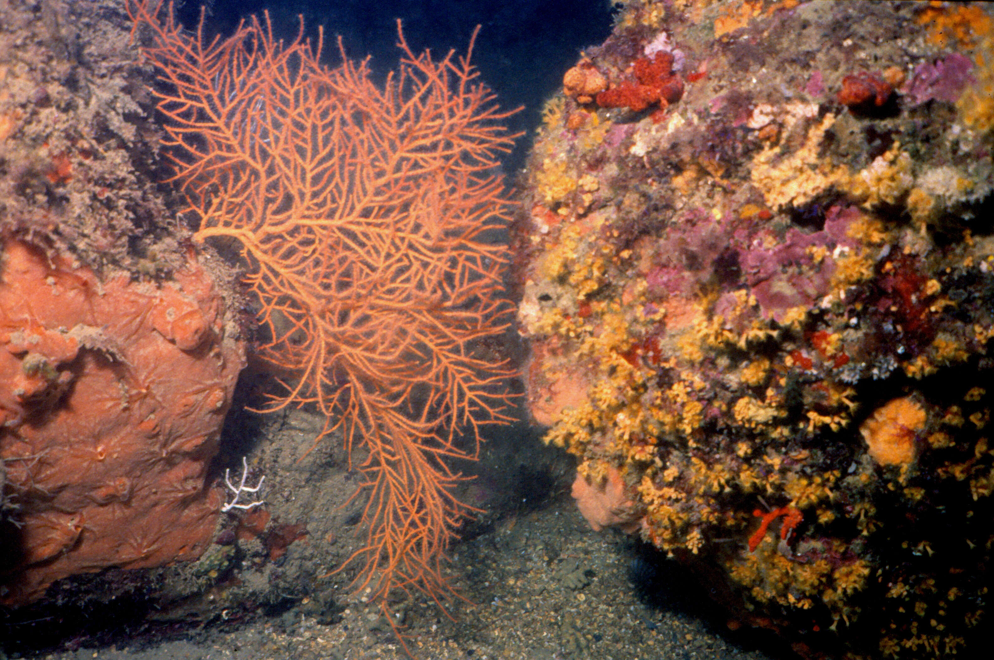 Image of Red coral