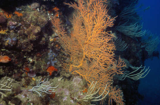 Image of red sea-squirt