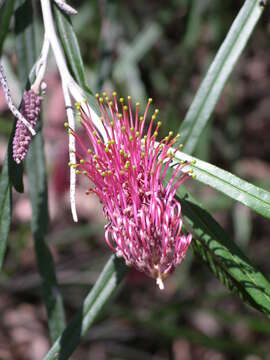 Image of Grevillea aspleniifolia Knight & Salisb.