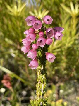 Image of Erica elimensis var. elimensis