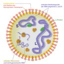 Image of Arenavirus