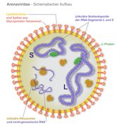 Image of Arenavirus