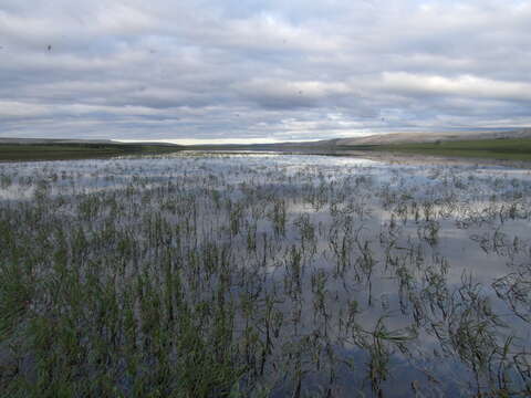 Image of pendantgrass