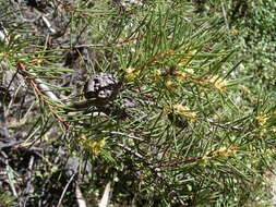 Image of pincushion tree