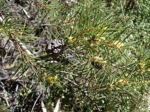 Image of pincushion tree