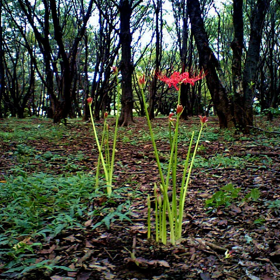 Image of red spider lily