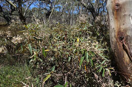 Olearia alpicola (F. Müll.) F. Müll. resmi