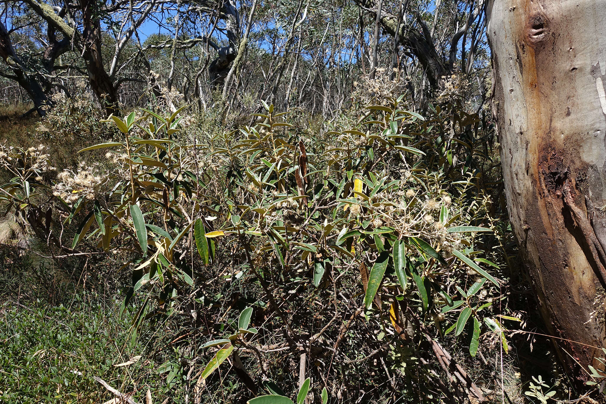 Image of Olearia alpicola (F. Müll.) F. Müll.