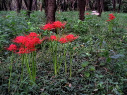 Image of red spider lily