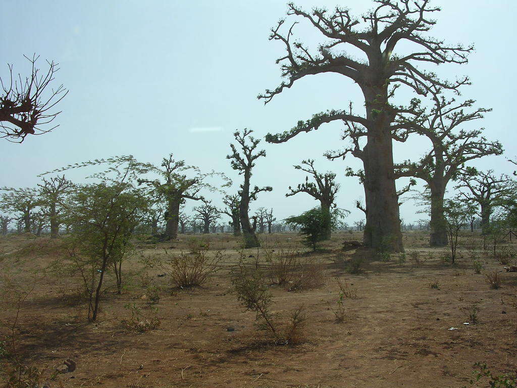 Image of African Baobab