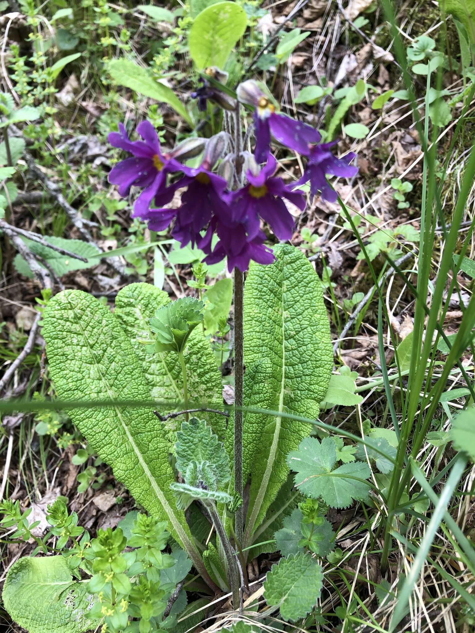 Image of Primula amoena M. Bieb.