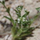 Plagiobothrys glomeratus A. Gray resmi