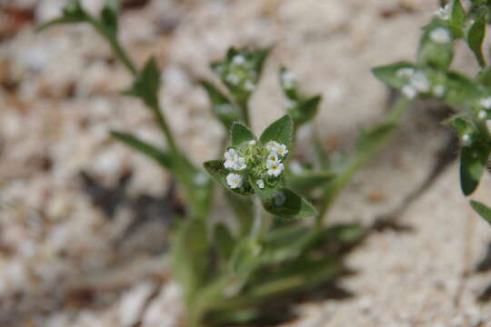 Plancia ëd Plagiobothrys glomeratus A. Gray