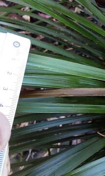 Image of Broad-leafed Grasstree