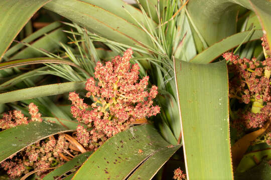 Sivun Richea pandanifolia Hook. fil. kuva