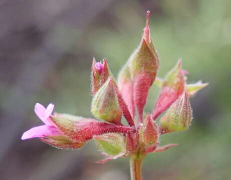 Imagem de Pelargonium columbinum Jacq.