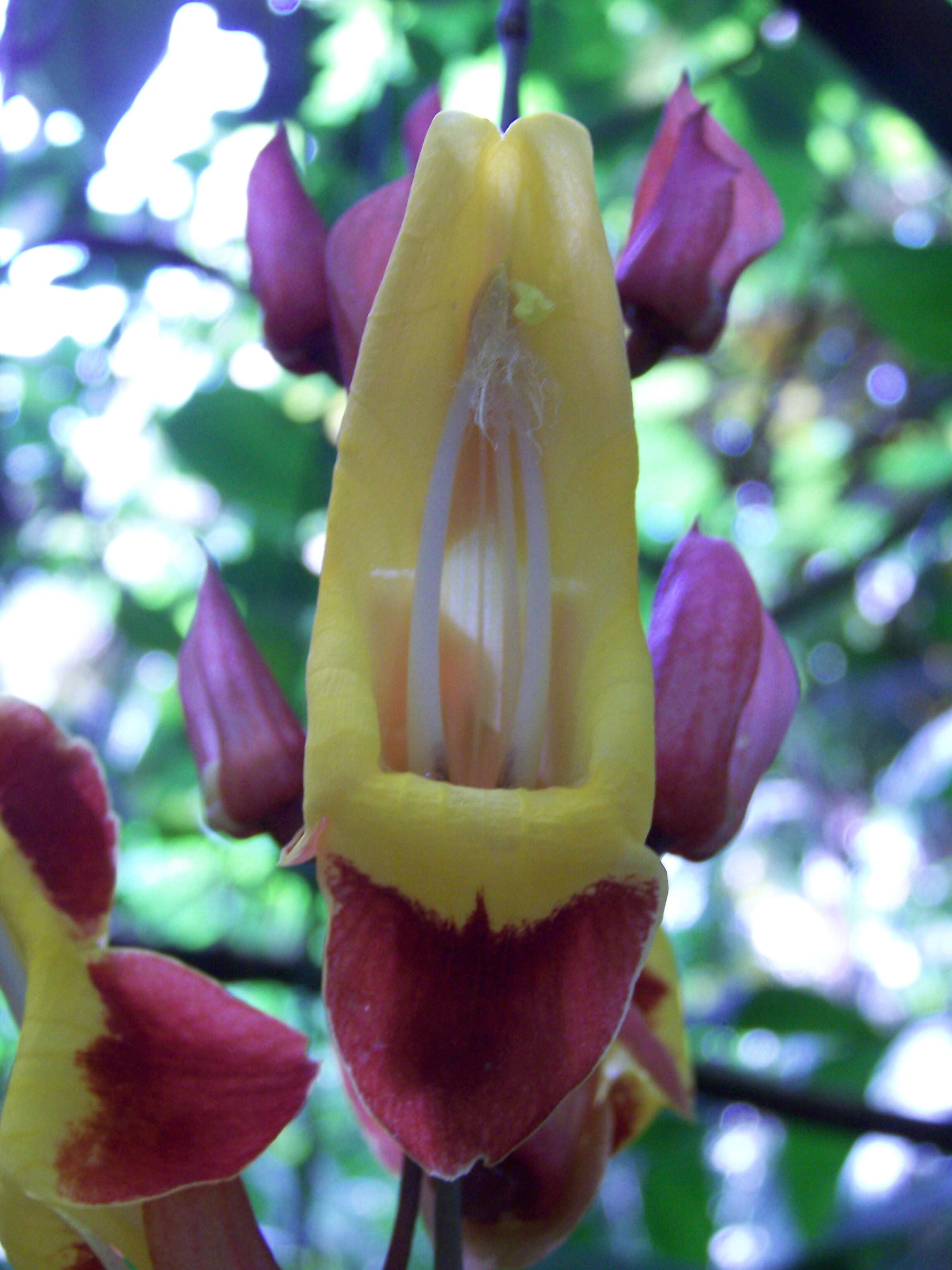 Image of Clock vine