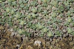 Image of Artemisia lagopus Fisch. ex Bess.