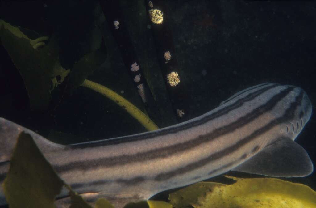 Image of Pyjama Shark